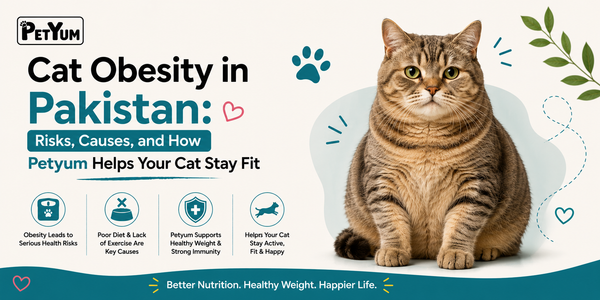 Cat Obesity in Pakistan: Risks, Causes, and How Petyum Helps Your Cat Stay Fit